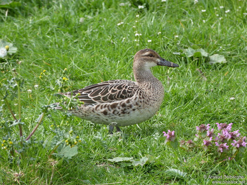 Sarcelle d'été femelle