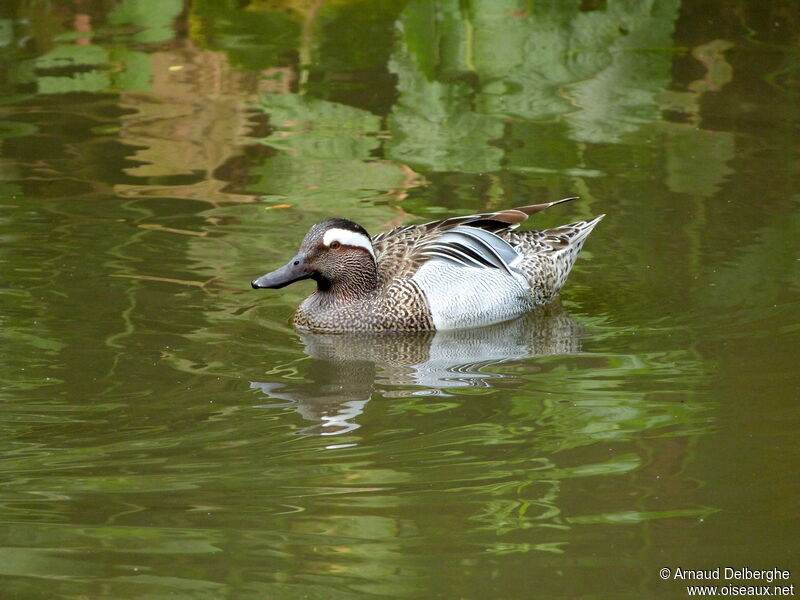 Garganey male