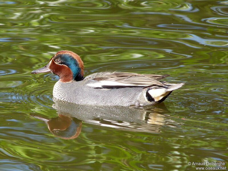 Eurasian Teal