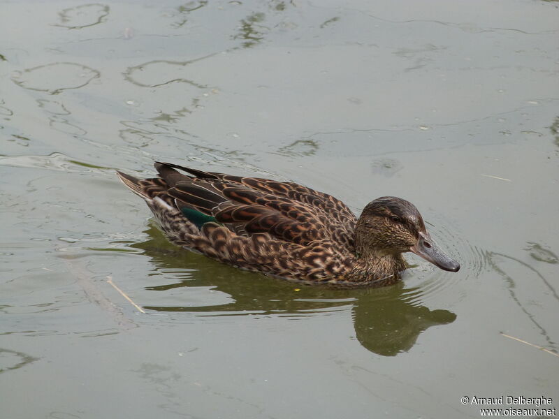 Eurasian Teal female