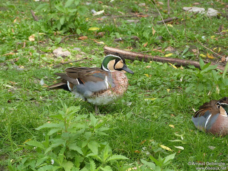 Baikal Teal