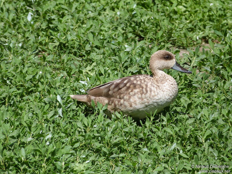 Sarcelle marbréeadulte, identification