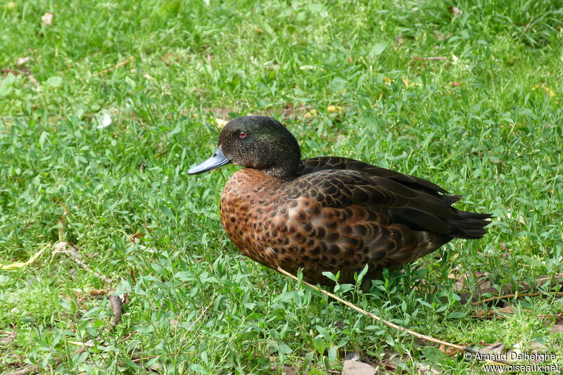 Chestnut Teal