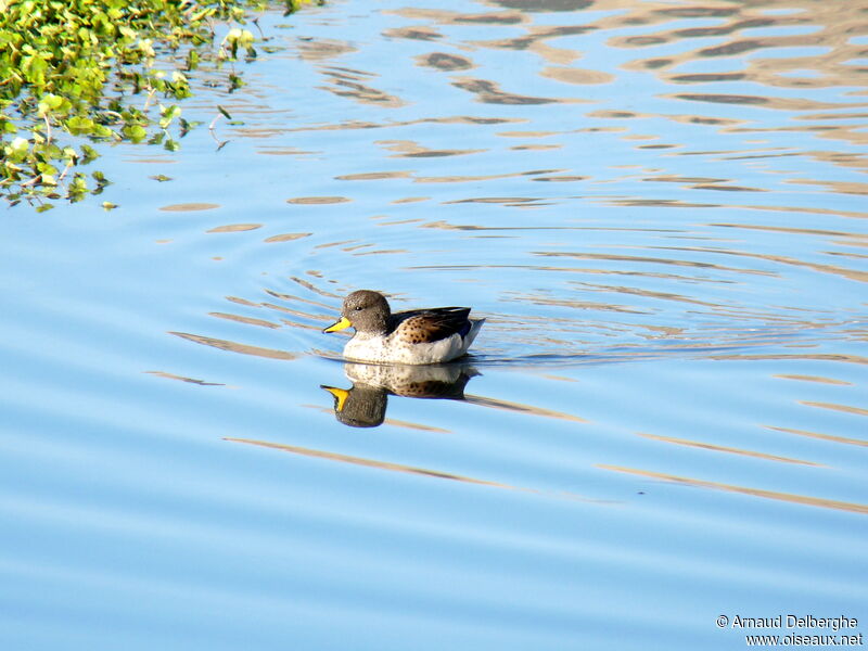 Yellow-billed Teal