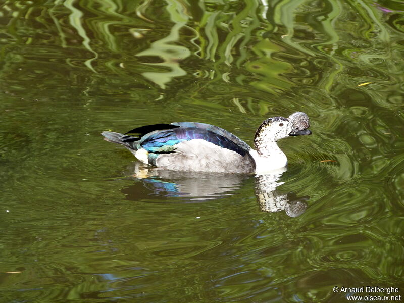 Sarcidiorne sylvicole mâle