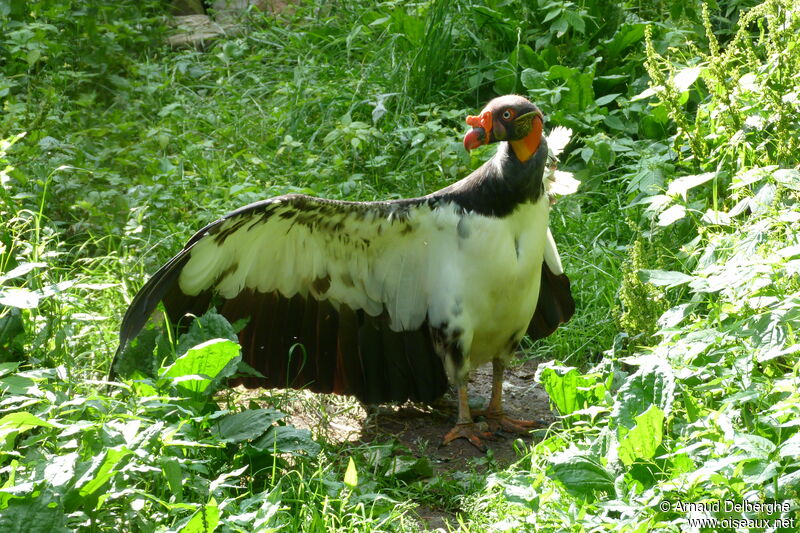 King Vulture