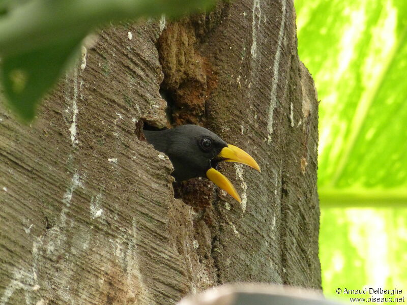 Grosbeak Starling