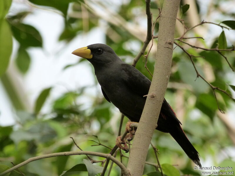 Grosbeak Starling