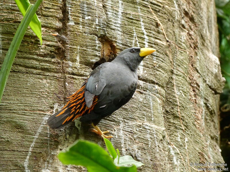 Grosbeak Starling