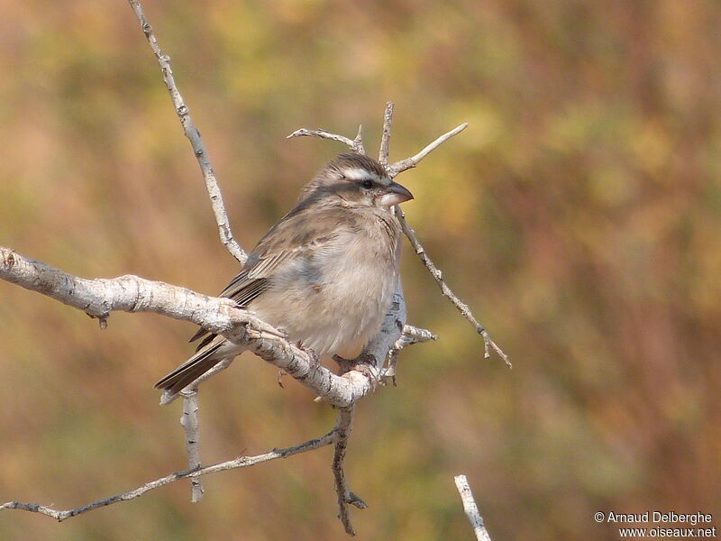 Serin à gorge blanche