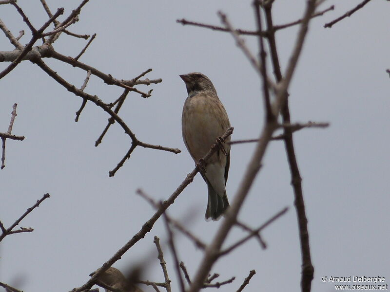 Black-throated Canary