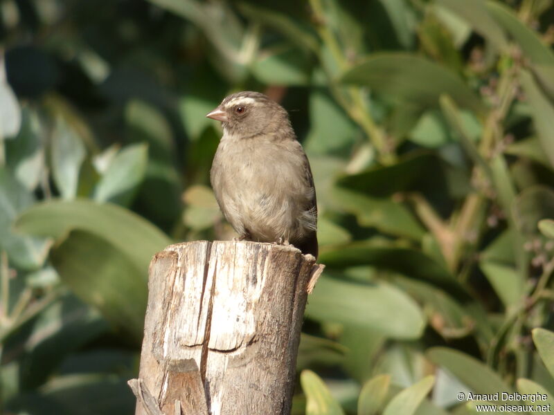 Brown-rumped Seedeater