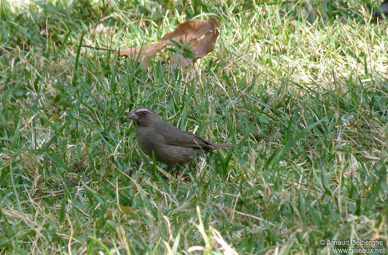 Brown-rumped Seedeater