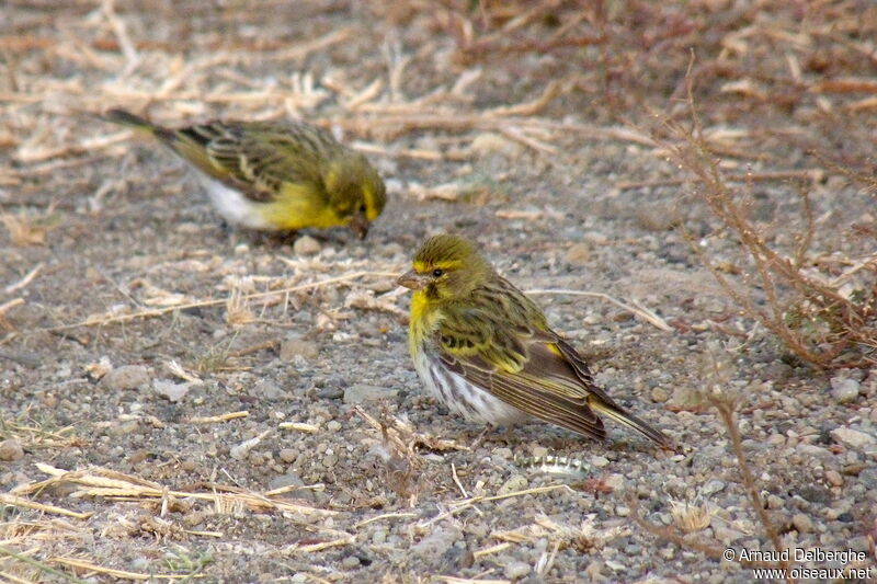 White-bellied Canary