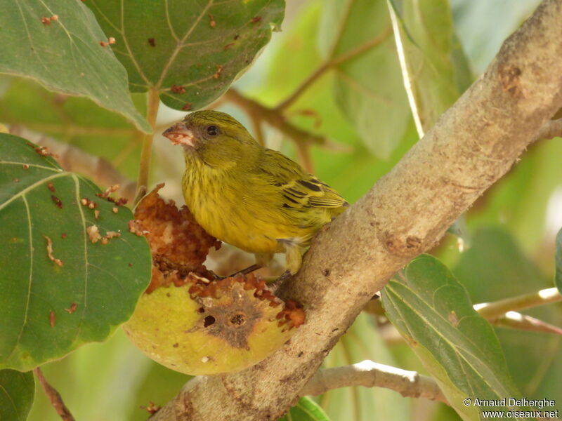 Serin d'Abyssinie femelle