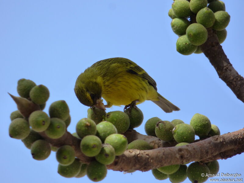 Serin d'Abyssinie mâle