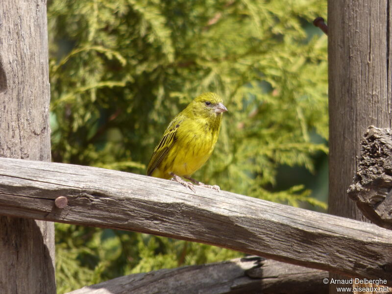 African Citril female