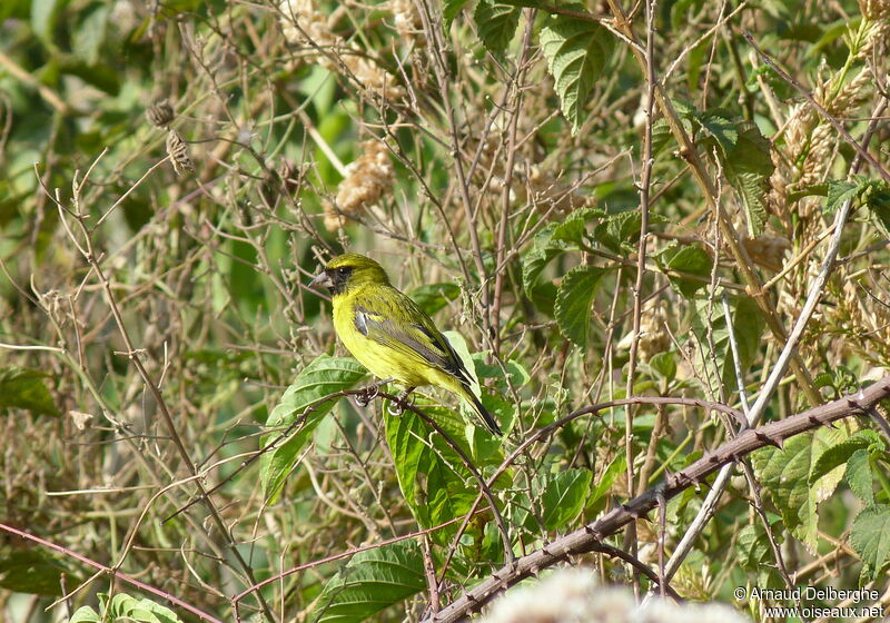 Serin d'Abyssinie mâle