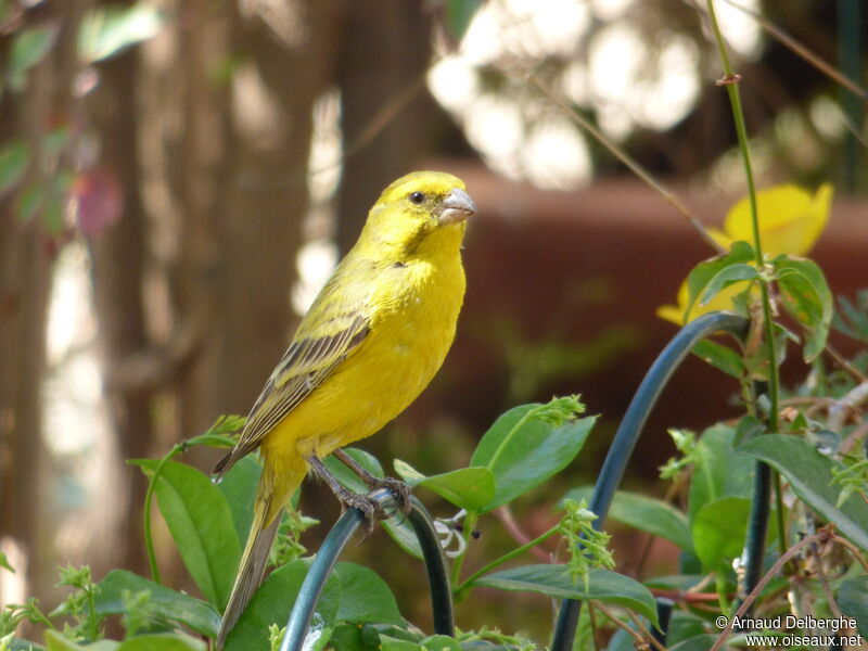 Yellow Canary