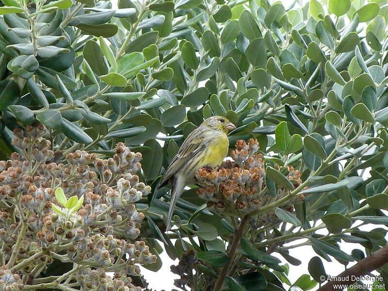 Atlantic Canary