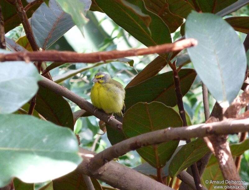 Yellow-fronted Canary