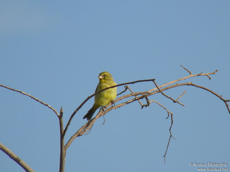 Serin soufré