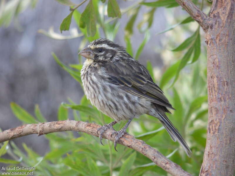 Serin striéadulte