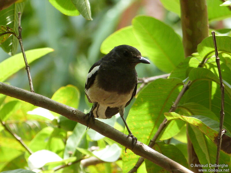 Oriental Magpie-Robin female