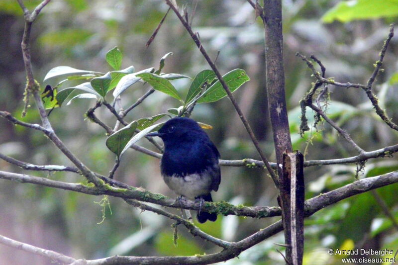 Shama de Madagascar