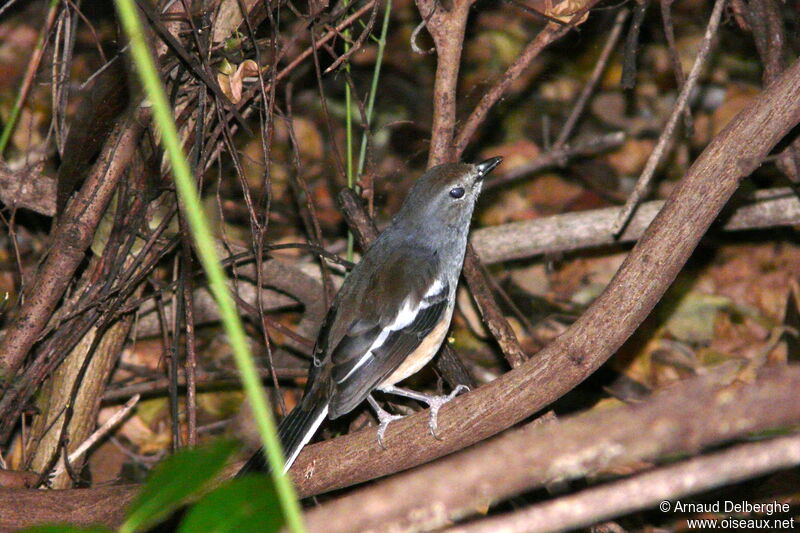 Shama de Madagascar femelle