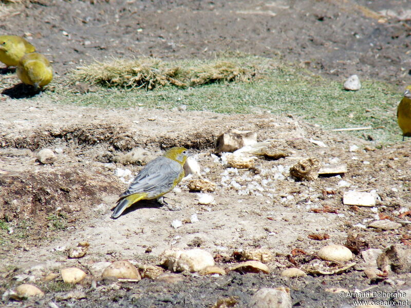 Sicale à croupion jaune