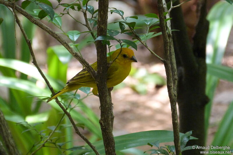 Saffron Finch