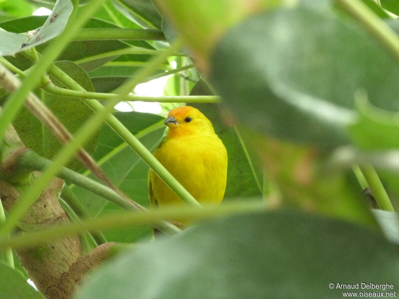 Saffron Finch