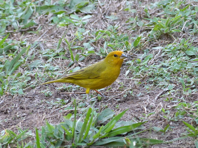 Saffron Finch