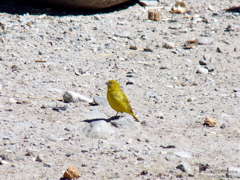 Puna Yellow Finch