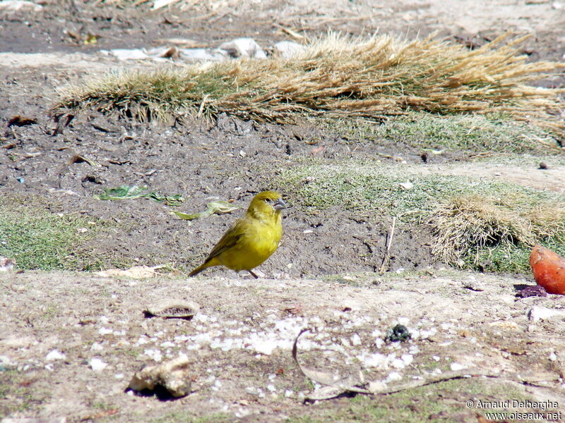 Puna Yellow Finch