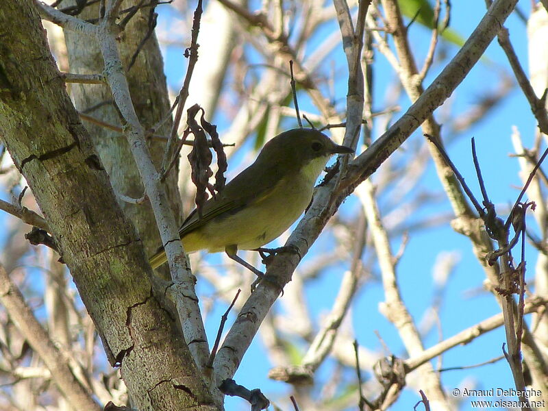 New Caledonian Whistler