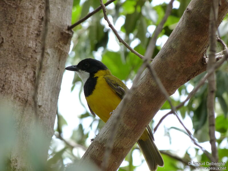 Australian Golden Whistler