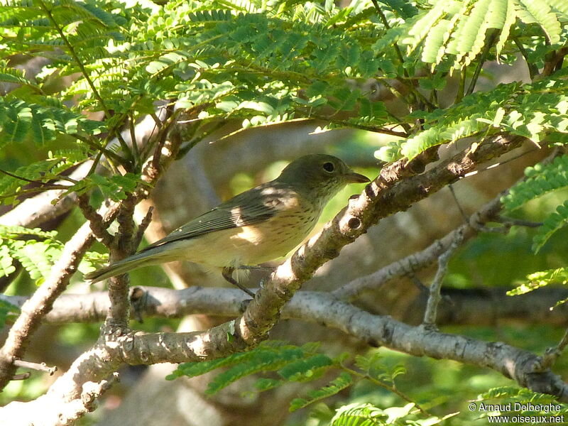 Rufous Whistler female