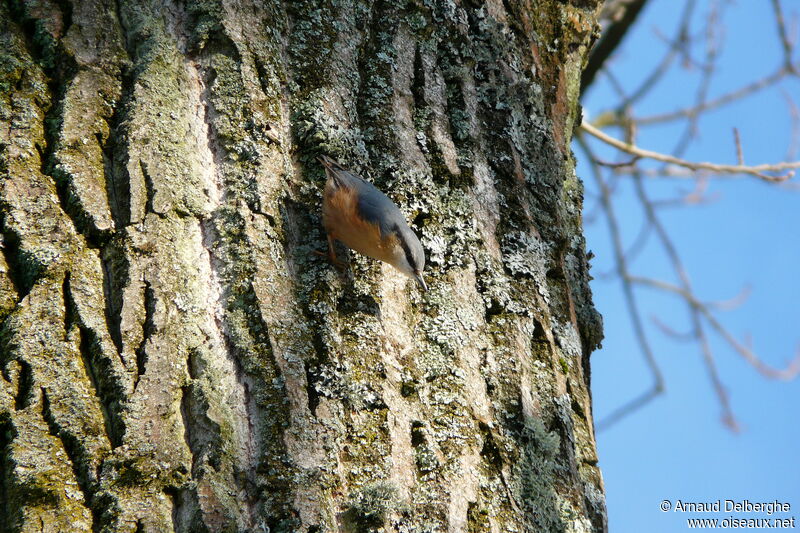 Eurasian Nuthatch