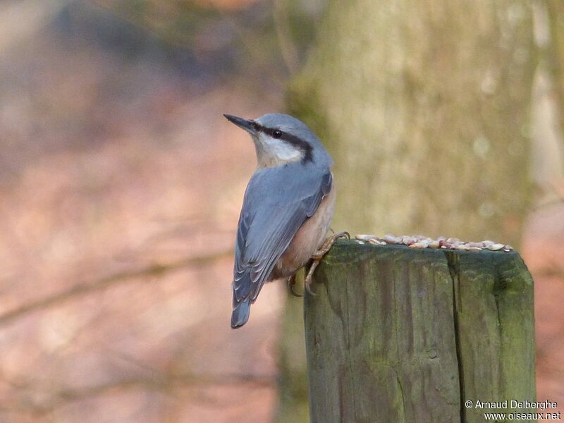 Eurasian Nuthatch