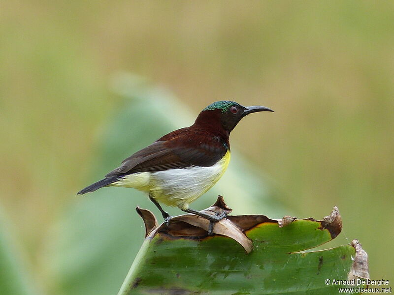 Purple-rumped Sunbird