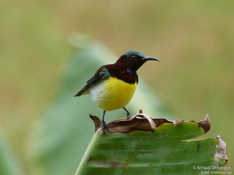 Purple-rumped Sunbird