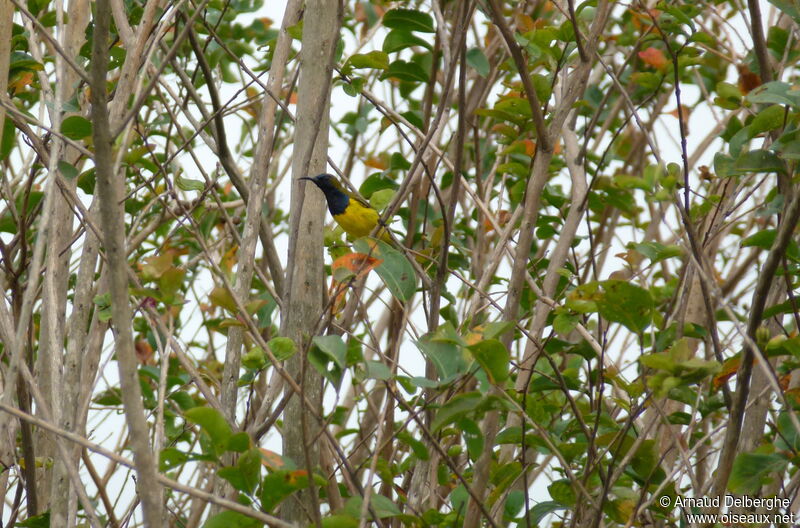 Garden Sunbird