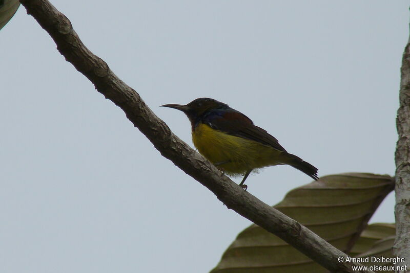 Garden Sunbird