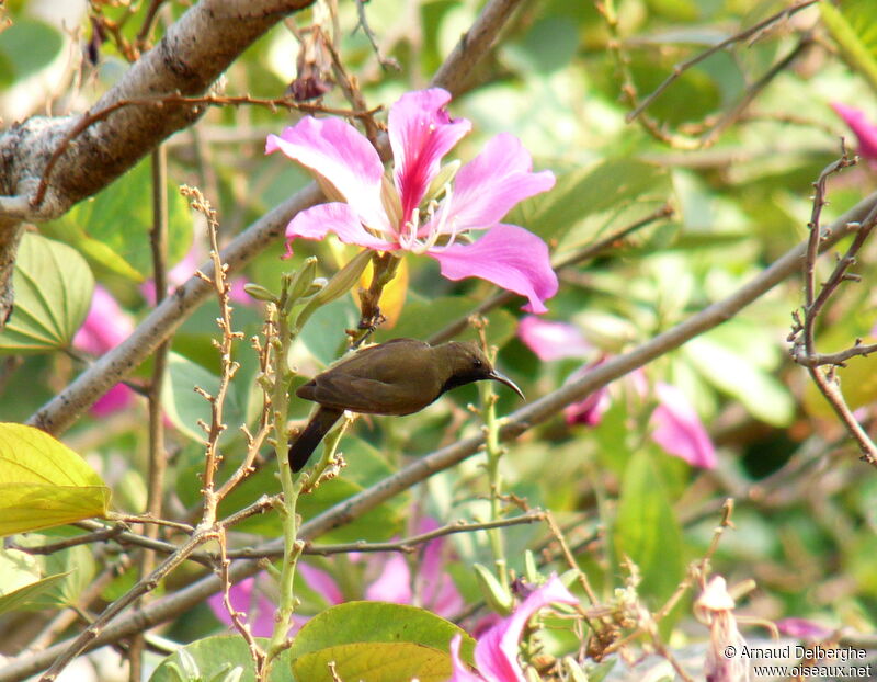 Garden Sunbird