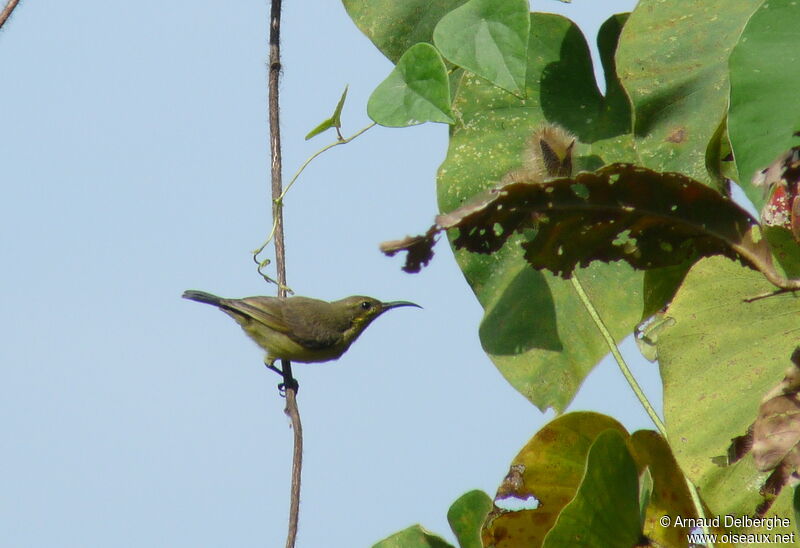 Garden Sunbird female