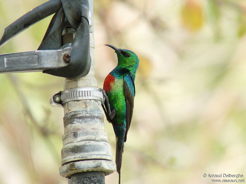 Beautiful Sunbird