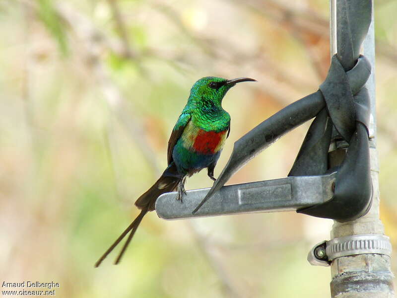 Beautiful Sunbird male adult breeding, close-up portrait, pigmentation