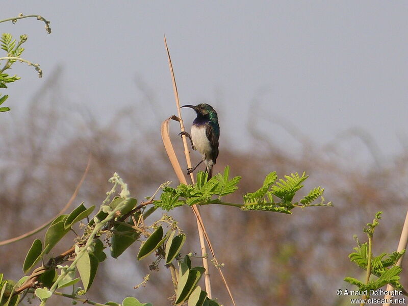 White-bellied Sunbird